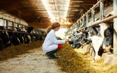 What methods can you use for livestock water treatment?