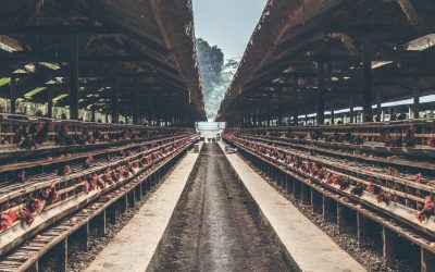 What disinfectants can you use for poultry livestock?