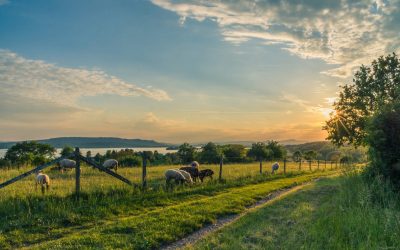 Where should you use disinfectants in agriculture?